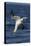 Northern Gannet Diving for Fish-null-Premier Image Canvas