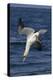 Northern Gannet Diving for Fish-null-Premier Image Canvas