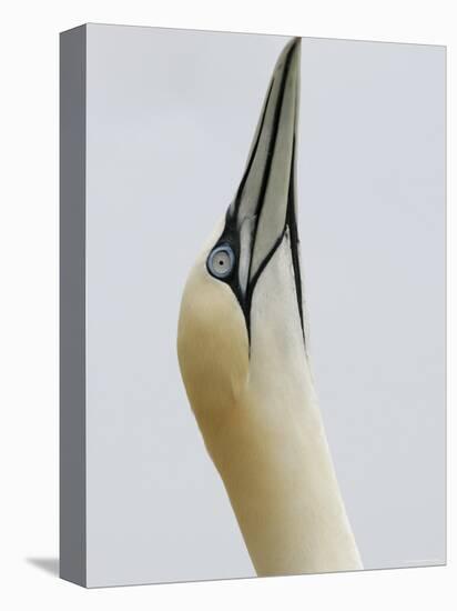 Northern Gannet, in Display Posture, Bass Rock, Scotland, UK-Pete Cairns-Premier Image Canvas