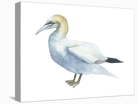 Northern Gannet (Morus Bassanus), Birds-Encyclopaedia Britannica-Stretched Canvas