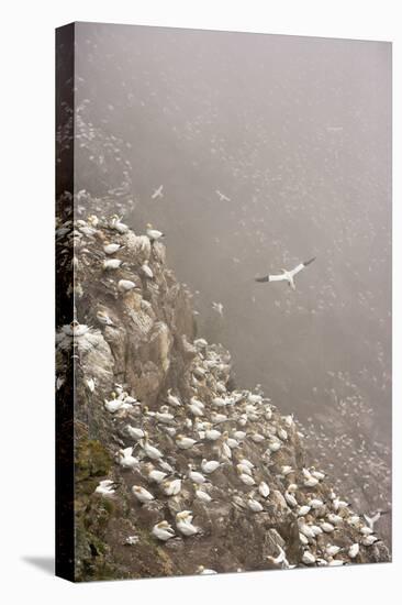 Northern Gannet (Morus Bassanus) Colony in Mist, Hermaness, Shetland Isles, Scotland, July 2009-Green-Premier Image Canvas