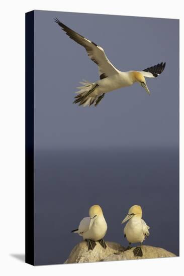 Northern Gannet (Morus Bassanus) Flying over Two on Rock, Saltee Islands, Ireland, June 2009-Green-Premier Image Canvas