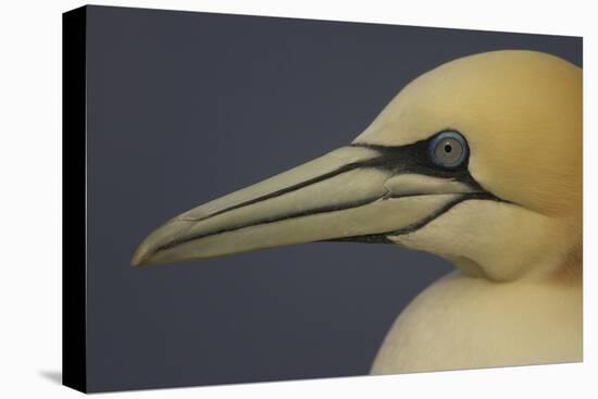 Northern Gannet (Morus Bassanus) Portrait, Saltee Islands, Ireland, May 2008-Green-Premier Image Canvas