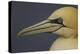 Northern Gannet (Morus Bassanus) Portrait, Saltee Islands, Ireland, May 2008-Green-Premier Image Canvas