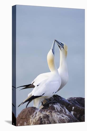 Northern Gannet Pair Crossing Bills as a Greeting-null-Premier Image Canvas