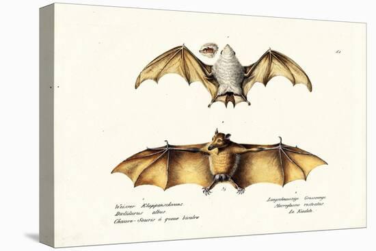 Northern Ghost Bat, 1824-Karl Joseph Brodtmann-Premier Image Canvas