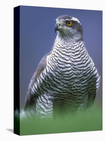 Northern Goshawk, Male Close-Up, Scotland-Pete Cairns-Premier Image Canvas