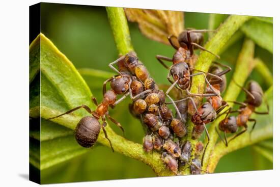 Northern hairy wood ant workers 'milking' aphids for honeydew-Alex Hyde-Premier Image Canvas