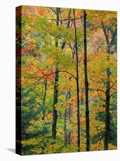 Northern Hardwood Forest in Fall, Green Mountain National Forest, Vermont, USA-Jerry & Marcy Monkman-Premier Image Canvas