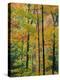 Northern Hardwood Forest in Fall, Green Mountain National Forest, Vermont, USA-Jerry & Marcy Monkman-Premier Image Canvas