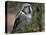 Northern Hawk Owl, Alaska, Us-Lynn M^ Stone-Premier Image Canvas