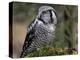 Northern Hawk Owl, Alaska, Us-Lynn M^ Stone-Premier Image Canvas