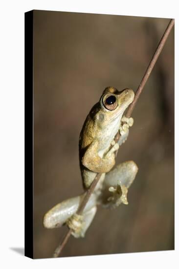 Northern Laughing Tree Frog (Roth's Tree Frog) (Litoria Rothii)-Louise Murray-Premier Image Canvas