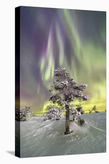 Northern Lights (Aurora Borealis) and starry sky on the frozen tree in the snowy woods, Levi, Sirkk-Roberto Moiola-Premier Image Canvas