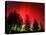 Northern Lights Glow-null-Premier Image Canvas