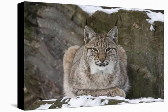 Northern Lynx (Lynx Lynx Lynx), Captive, Highland Wildlife Park, Kingussie, Scotland, U.K.-Ann & Steve Toon-Premier Image Canvas