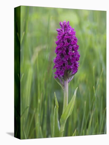 Northern Marsh Orchid (Dactylorhiza Purpurella), Craignure, Mull, Inner Hebrides, Scotland-Steve & Ann Toon-Premier Image Canvas