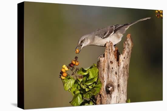 Northern Mockingbird Feeding on Anaqua Berries-Larry Ditto-Premier Image Canvas