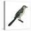Northern Mockingbird (Mimus Polyglottos), Birds-Encyclopaedia Britannica-Stretched Canvas