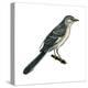 Northern Mockingbird (Mimus Polyglottos), Birds-Encyclopaedia Britannica-Stretched Canvas