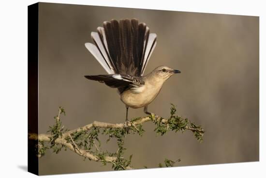 Northern Mockingbird (Mimus polyglottos) perched-Larry Ditto-Premier Image Canvas