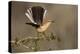 Northern Mockingbird (Mimus polyglottos) perched-Larry Ditto-Premier Image Canvas