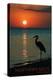 Northern Neck, Virginia - Heron and Sunset-Lantern Press-Stretched Canvas