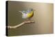 Northern Parula (Parula americana) perched-Larry Ditto-Premier Image Canvas