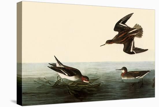 Northern Phalaropes-John James Audubon-Premier Image Canvas