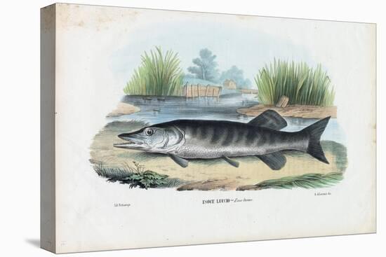 Northern Pike, 1863-79-Raimundo Petraroja-Premier Image Canvas