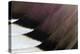 Northern Pintail Drake Wings fanned out.-Darrell Gulin-Premier Image Canvas