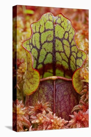 Northern Pitcher Plant, Sarracenia Purpurea, Hiawatha National Forest-Adam Jones-Premier Image Canvas