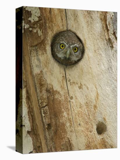 Northern Pygmy Owl, Adult Looking out of Nest Hole in Sycamore Tree, Arizona, USA-Rolf Nussbaumer-Premier Image Canvas