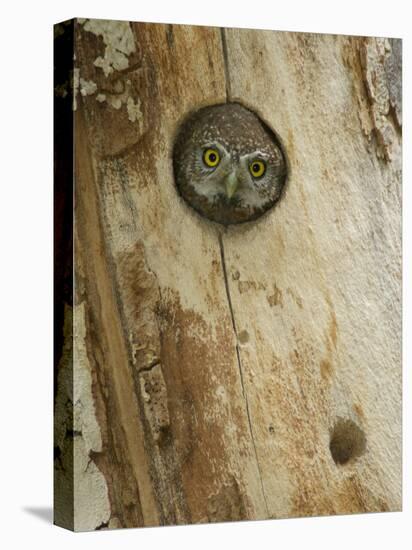 Northern Pygmy Owl, Adult Looking out of Nest Hole in Sycamore Tree, Arizona, USA-Rolf Nussbaumer-Premier Image Canvas