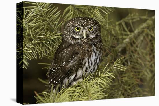 Northern Pygmy Owl, Glaucidium gnoma Montana-Adam Jones-Premier Image Canvas