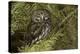 Northern Pygmy Owl, Glaucidium gnoma Montana-Adam Jones-Premier Image Canvas