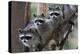 Northern Raccoon (Procyon Lotor), Group Standing On Branch, Captive-Claudio Contreras-Premier Image Canvas