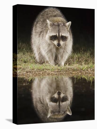 Northern Raccoon, Uvalde County, Hill Country, Texas, USA-Rolf Nussbaumer-Premier Image Canvas