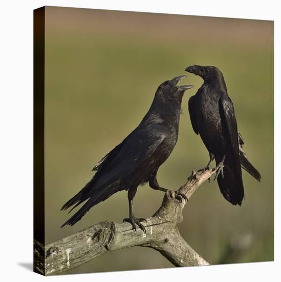 Northern raven (Corvus corax) pair perching on branch. Danube Delta, Romania, May-Loic Poidevin-Premier Image Canvas
