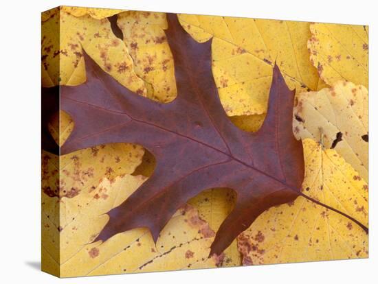 Northern Red Oak Leaf in Fall, Sandy Point Trail, New Hampshire, USA-Jerry & Marcy Monkman-Premier Image Canvas