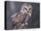 Northern Saw-Whet Owl, Alaska, Us-Lynn M. Stone-Premier Image Canvas