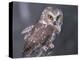 Northern Saw-Whet Owl, Alaska, Us-Lynn M. Stone-Premier Image Canvas