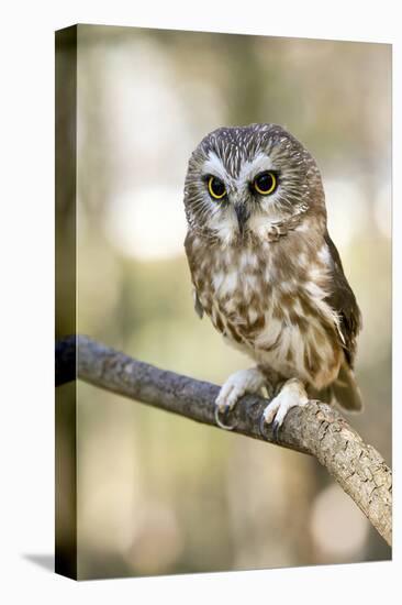 Northern Saw Whet Owl-null-Stretched Canvas