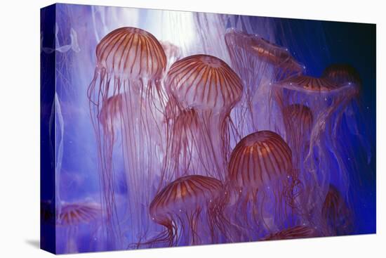 Northern Sea Nettle Jellyfish-null-Premier Image Canvas