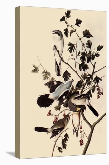 Northern Shrikes-John James Audubon-Premier Image Canvas