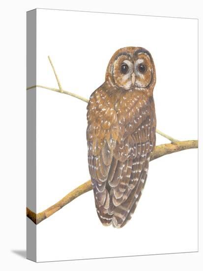 Northern Spotted Owl-Stacy Hsu-Stretched Canvas