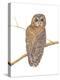Northern Spotted Owl-Stacy Hsu-Stretched Canvas