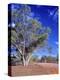 Northern Territory, Gum Trees at a Dry River Along the Stuart Highway, Outback Near Alice Springs-Marcel Malherbe-Premier Image Canvas