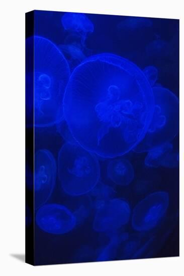 Norwalk, Connecticut, USA. Jellyfish in blue enclosure.-Karen Ann Sullivan-Premier Image Canvas