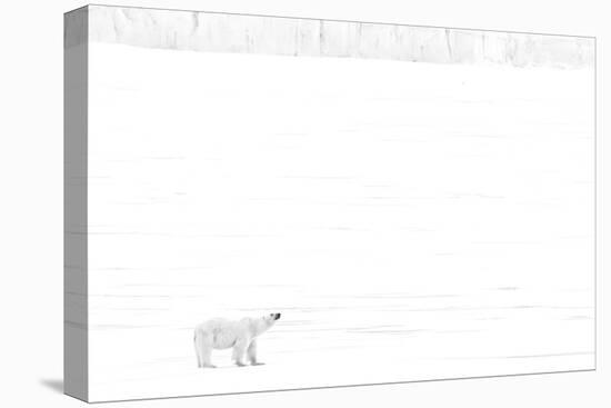 Norway, Arctic Ocean, Svalbard. Polar Bear on Ice Shelf-Bill Young-Premier Image Canvas